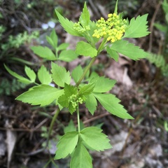 Zizia trifoliata