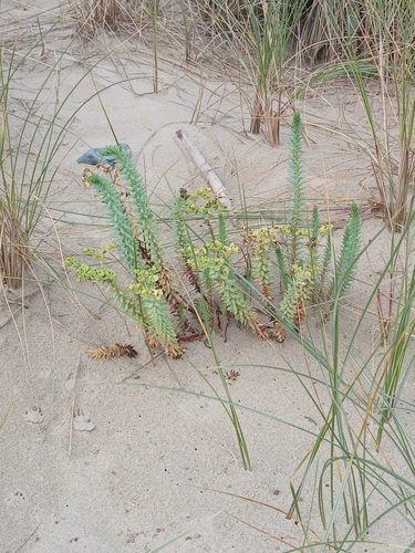 Sea Spurge