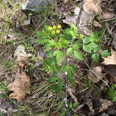 Zizia trifoliata
