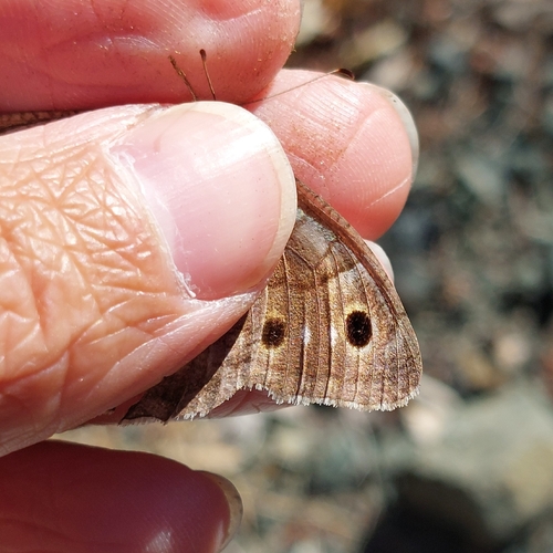 Tree Grayling