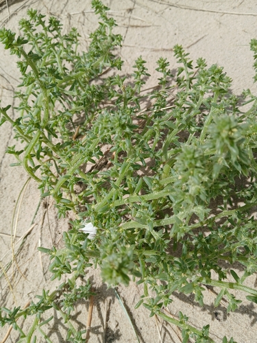 saltwort