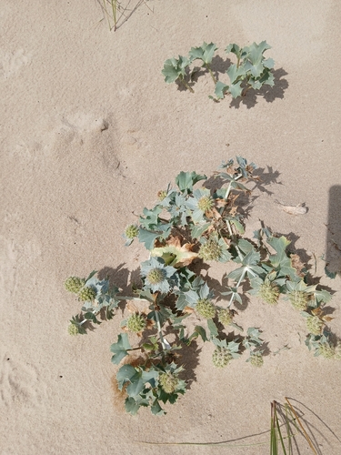 Sea Holly