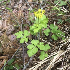 Zizia trifoliata