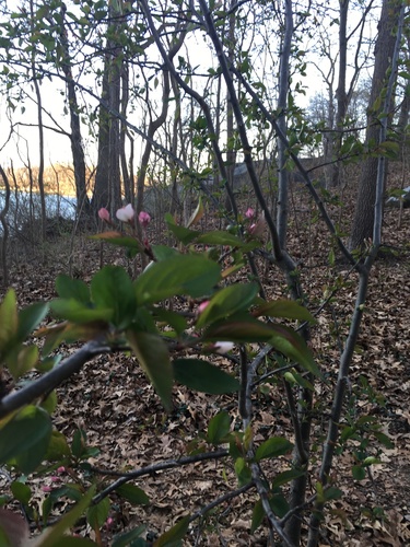 Malus hupehensis