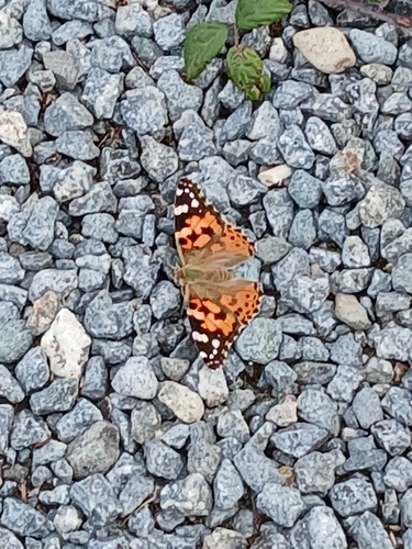 Painted Lady