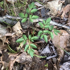 Zizia trifoliata