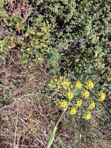 fennel