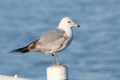 Larus delawarensis