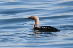 Gavia pacifica