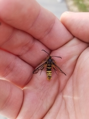 Synanthedon sequoiae