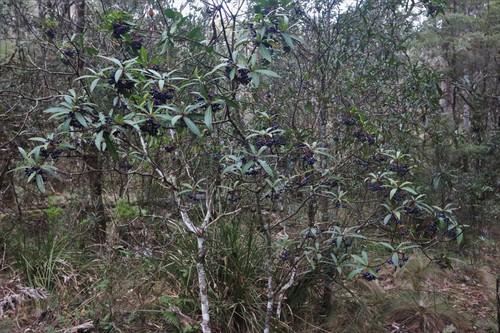 Northern Pepperbush (Tasmannia stipitata)
