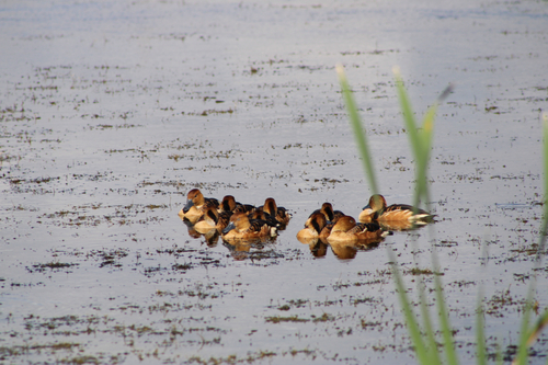 iNaturalist: (c) willfaus, some rights reserved (CC BY-NC) iNaturalist image