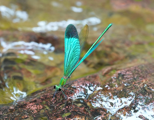 Green Metalwing
