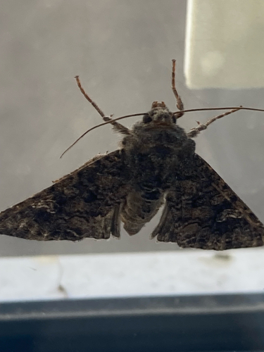 Cabbage Moth