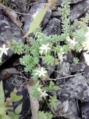 Sedum potosinum