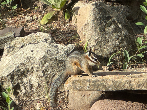 Cliff Chipmunk observed by smn2023