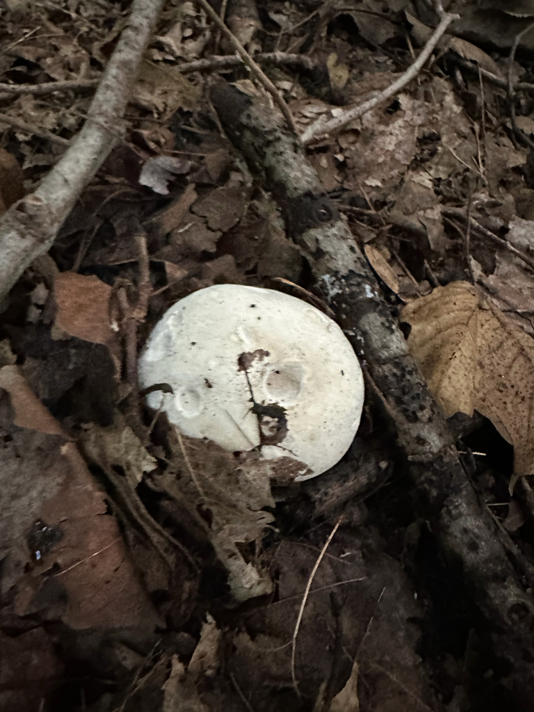 giant puffball · August 2026 · photo: Photo: (c) jyoung2399, some rights reserved (CC BY) · iNaturalist