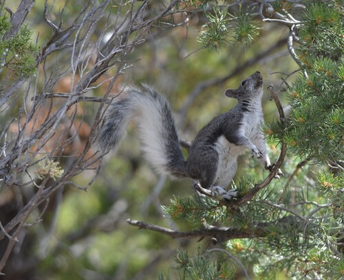 Abert's Squirrel observed by filee14