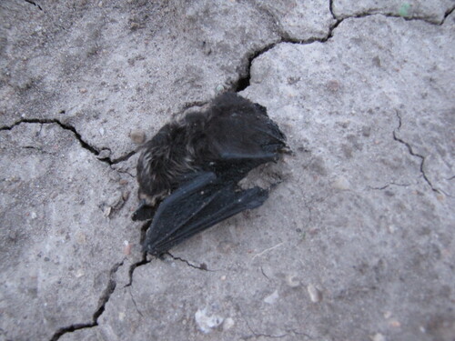Northern Serotine