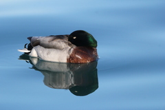 Anas platyrhynchos