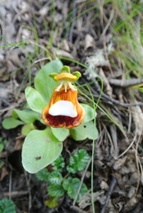 Calceolaria uniflora