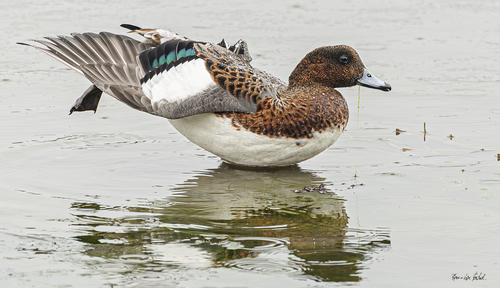 Eurasian Wigeon