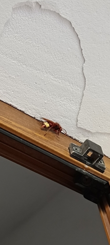 Oriental Hornet