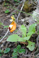 Calceolaria uniflora