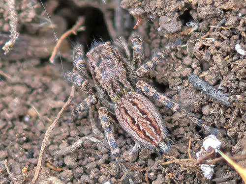 Phlegra cinereofasciata
