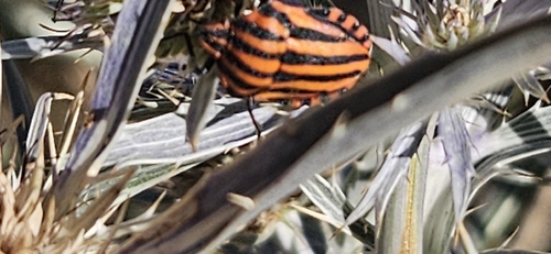 Continental Striped Shield Bug