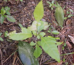 Dysoxylum spectabile