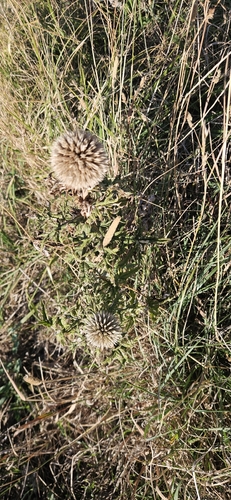 Glandular Globe-thistle