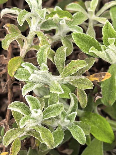 Helichrysum odoratissimum
