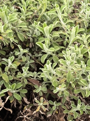 Helichrysum odoratissimum, photograph author not stated, no rights reserved