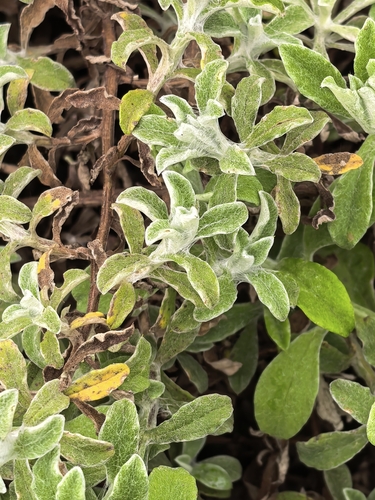 Helichrysum odoratissimum, photograph 3