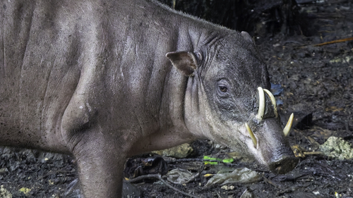 Babirussas