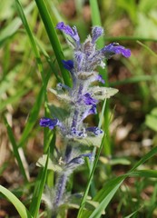 Ajuga multiflora