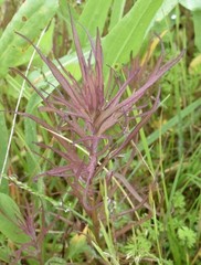 Orthocarpus bracteosus