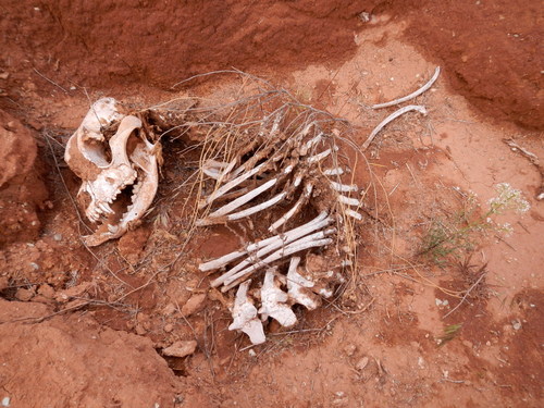 Domestic Dog photographed in Utah