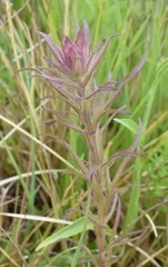 Orthocarpus bracteosus