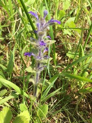 Ajuga multiflora