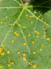 Puccinia malvacearum