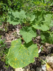 Puccinia malvacearum