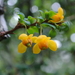 Magellan Barberry - Photo (c) Sarka Masova, some rights reserved (CC BY), uploaded by Sarka Masova