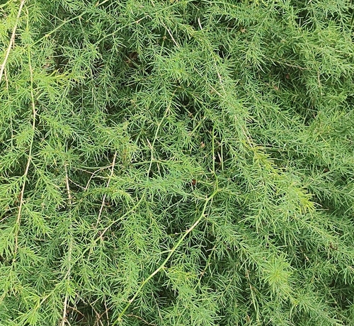 Asparagus racemosus observed 2026-09-01