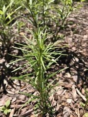 Asclepias verticillata
