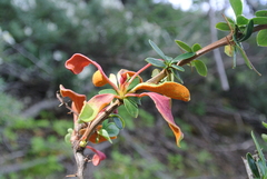 Puccinia magellanica
