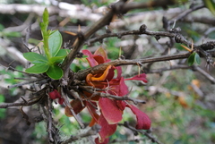 Puccinia magellanica