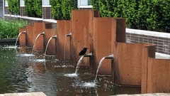 Corvus brachyrhynchos caurinus