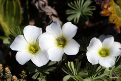 Oxalis enneaphylla